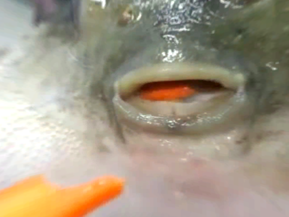 pufferfish eating carrot