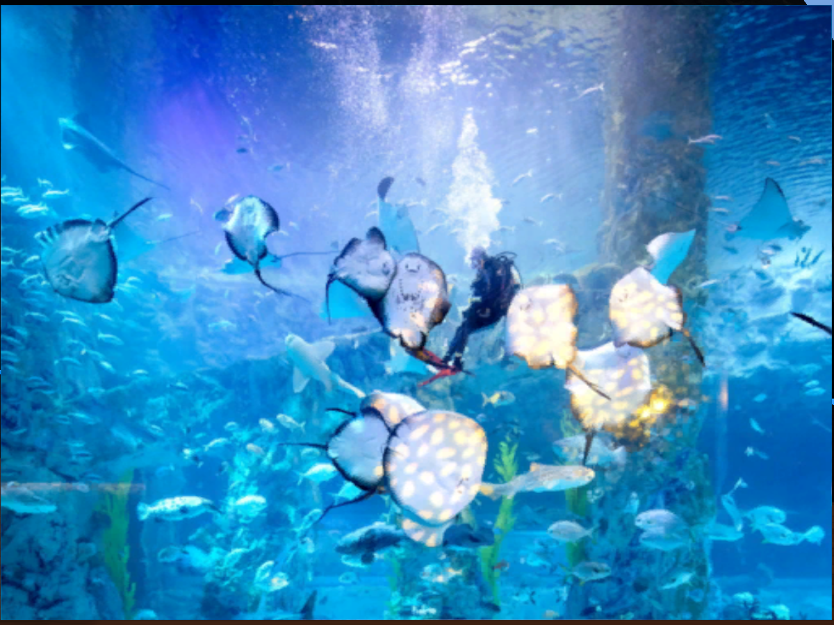 Deep sea aquarium