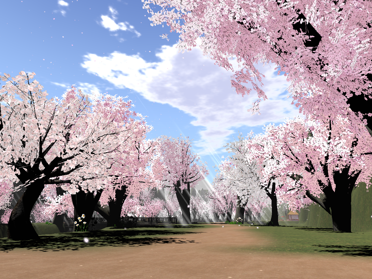 Kirschblute Baum
