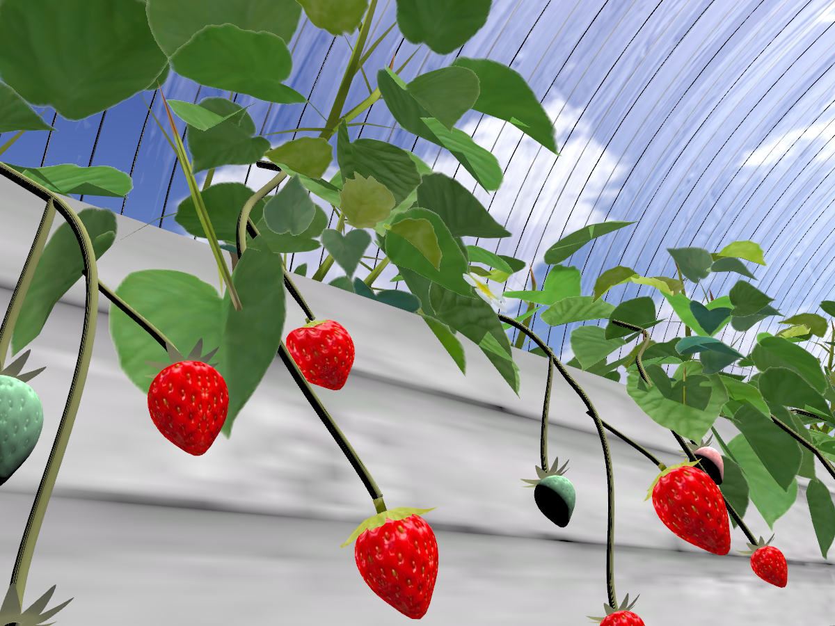 いちご狩り ⁄ strawberry picking