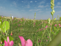 Flower Field - XeNoxT Avatars