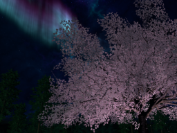オーロラと夜桜と音楽で癒される夜のキャンプ場