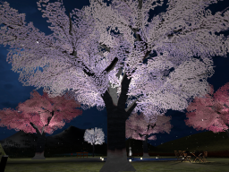 夜桜-Cherry blossoms at night-
