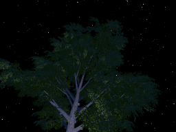 Tree in the stars