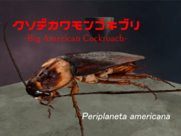 クソデカワモンゴキブリ -Big American C0ckroach-