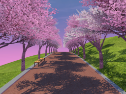 Cherry Blossom road