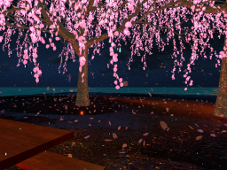 Serenity ＆ Cherry Blossoms