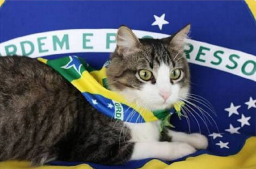 Cat Gato Brasil