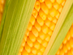 Corn Maze Corn Maze Corn Maze