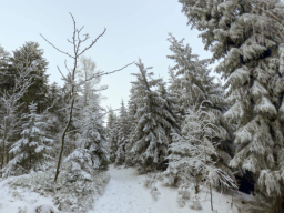 Swedish winter forest