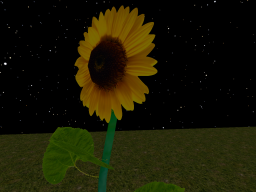 Sunflower Meetup 3․0